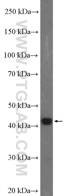 Western Blot (WB) analysis of HepG2 cells using FUT1 Polyclonal antibody (17956-1-AP)