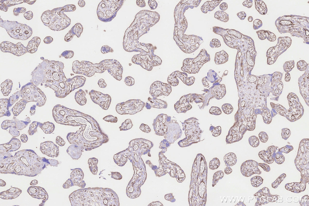 Immunohistochemistry (IHC) staining of human placenta tissue using FUT10 Polyclonal antibody (18660-1-AP)