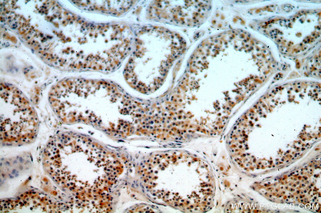Immunohistochemistry (IHC) staining of human testis tissue using FUT10 Polyclonal antibody (18660-1-AP)