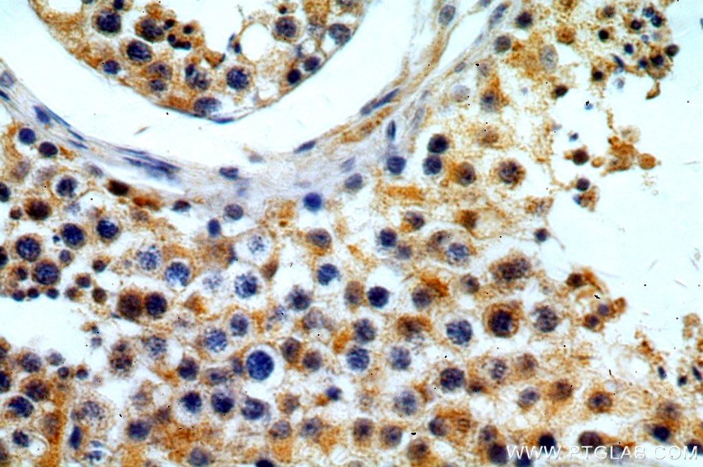 Immunohistochemistry (IHC) staining of human testis tissue using FUT10 Polyclonal antibody (18660-1-AP)
