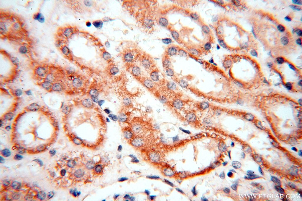 Immunohistochemistry (IHC) staining of human kidney tissue using FUT11 Polyclonal antibody (17175-1-AP)