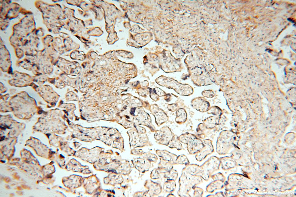 Immunohistochemistry (IHC) staining of human placenta tissue using FUT11 Polyclonal antibody (17175-1-AP)