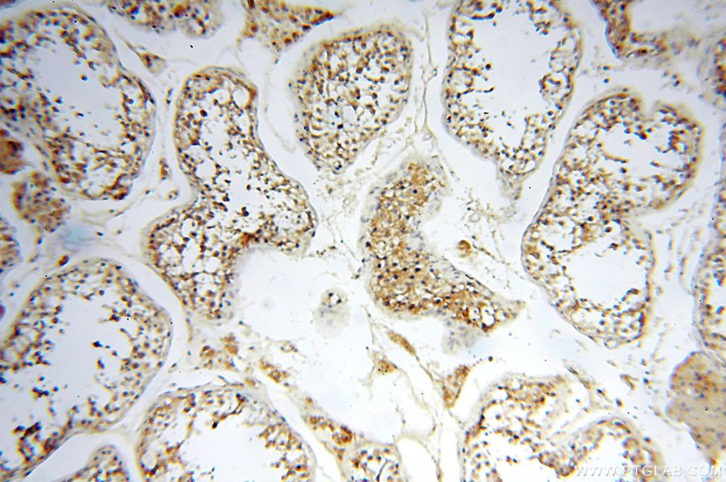 Immunohistochemistry (IHC) staining of human testis tissue using FUT11 Polyclonal antibody (17175-1-AP)