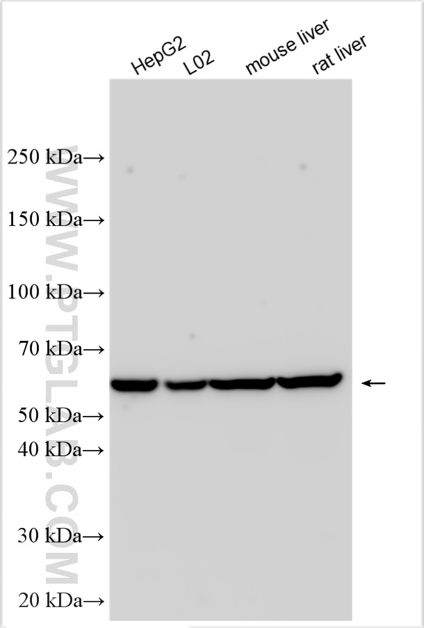 Western Blot (WB) analysis of various lysates using FUT11 Polyclonal antibody (17175-1-AP)