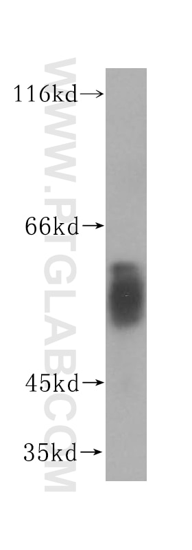 Western Blot (WB) analysis of mouse testis tissue using FUT11 Polyclonal antibody (17175-1-AP)