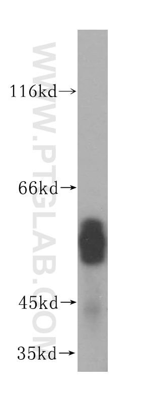 Western Blot (WB) analysis of mouse lung tissue using FUT11 Polyclonal antibody (17175-1-AP)