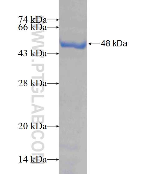 FUT11 fusion protein Ag10830 SDS-PAGE