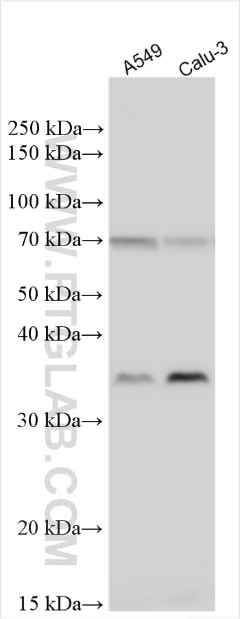 Western Blot (WB) analysis of various lysates using FUT2 Polyclonal antibody (20288-1-AP)