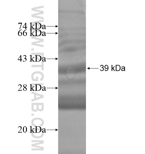FUT2 fusion protein Ag14047 SDS-PAGE