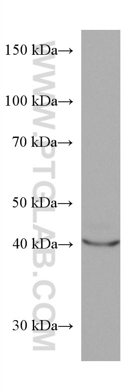 Western Blot (WB) analysis of JAR cells using FUT3 Monoclonal antibody (67344-1-Ig)
