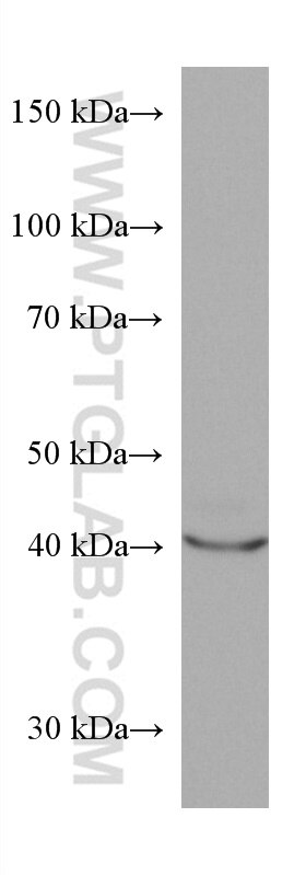 Western Blot (WB) analysis of JAR cells using FUT3 Monoclonal antibody (67344-1-Ig)