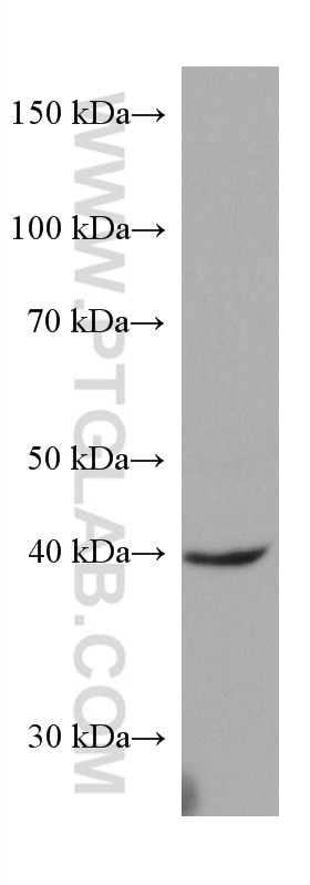Western Blot (WB) analysis of human placenta tissue using FUT3 Monoclonal antibody (67344-1-Ig)
