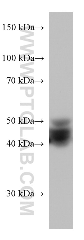 Western Blot (WB) analysis of NCCIT cells using FUT3 Monoclonal antibody (67344-1-Ig)