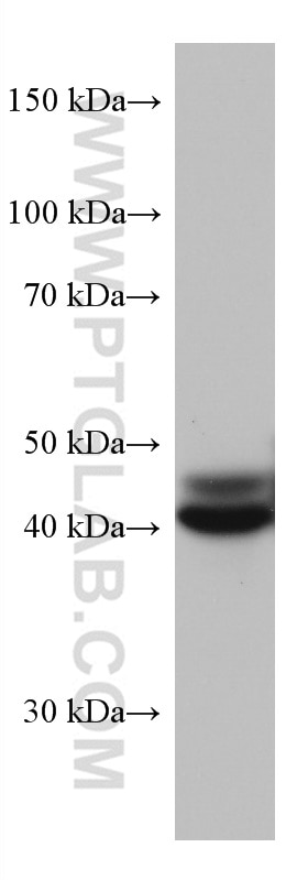 Western Blot (WB) analysis of JAR cells using FUT3 Monoclonal antibody (67344-1-Ig)