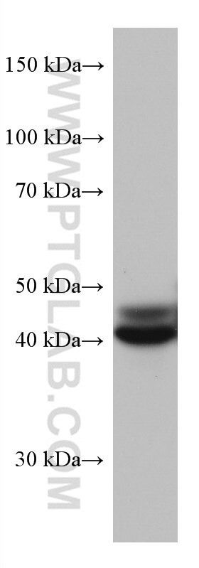 Western Blot (WB) analysis of JAR cells using FUT3 Monoclonal antibody (67344-1-Ig)