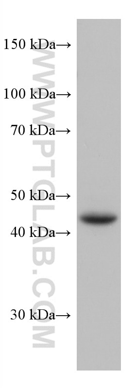 Western Blot (WB) analysis of HepG2 cells using FUT3 Monoclonal antibody (67344-1-Ig)