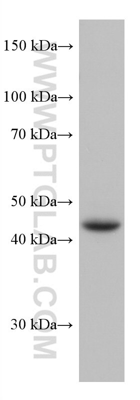 Western Blot (WB) analysis of HepG2 cells using FUT3 Monoclonal antibody (67344-1-Ig)