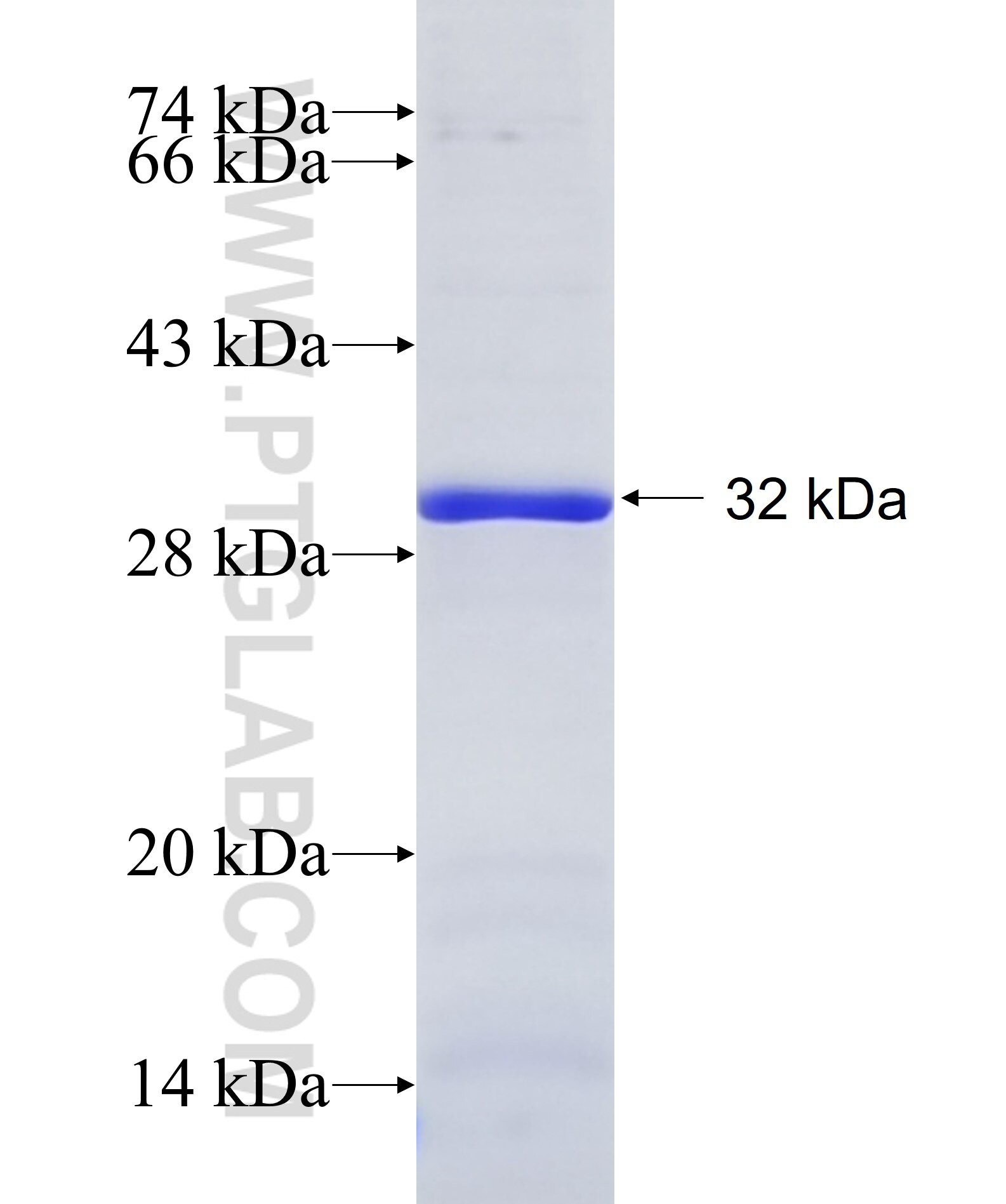 FUT3 fusion protein Ag12581 SDS-PAGE