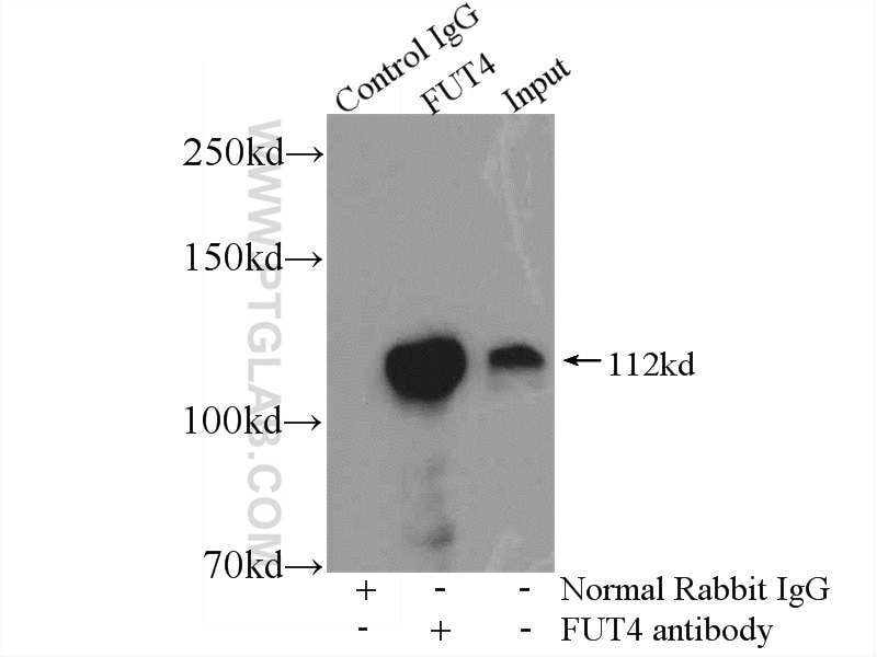 Immunoprecipitation (IP) experiment of HeLa cells using FUT4 Polyclonal antibody (19497-1-AP)