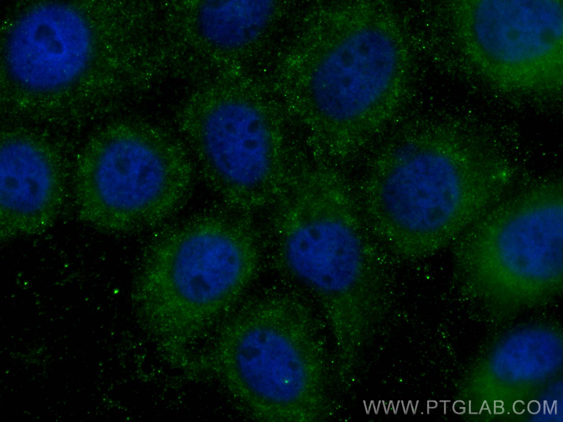 IF Staining of A431 using CL488-22141