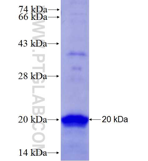FUT4 fusion protein Ag28061 SDS-PAGE