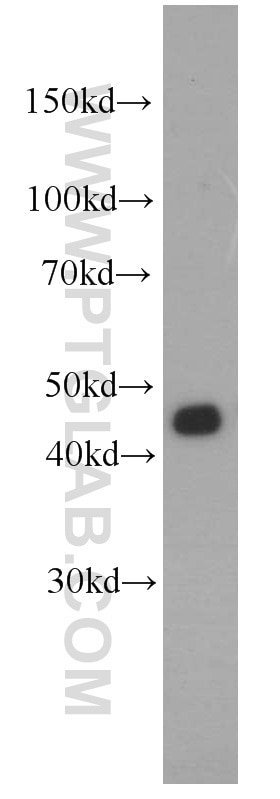 Western Blot (WB) analysis of HeLa cells using FUT6 Polyclonal antibody (16567-1-AP)