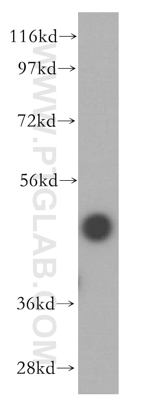 Western Blot (WB) analysis of HeLa cells using FUT6 Polyclonal antibody (16567-1-AP)