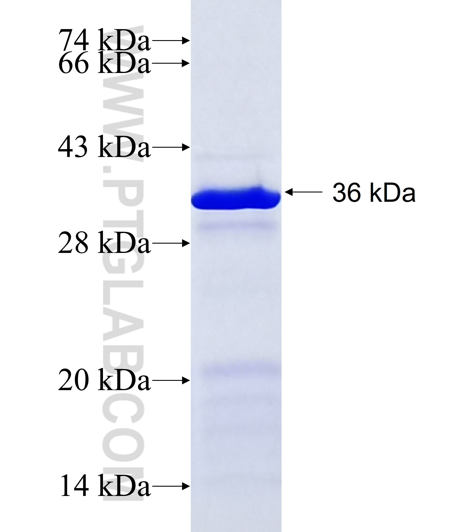 FUT7 fusion protein Ag12475 SDS-PAGE