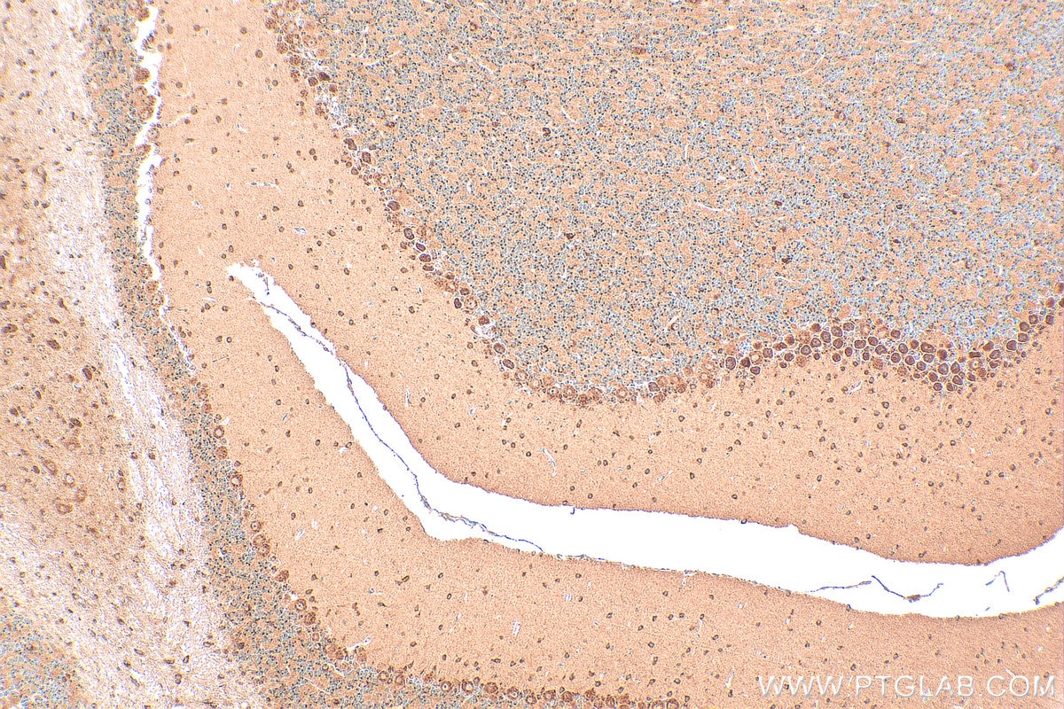 Immunohistochemistry (IHC) staining of mouse cerebellum tissue using FUT8 Polyclonal antibody (12560-1-AP)