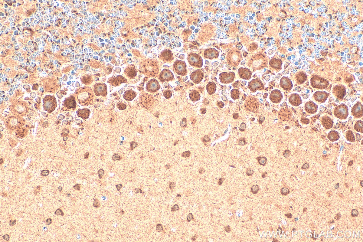 Immunohistochemistry (IHC) staining of mouse cerebellum tissue using FUT8 Polyclonal antibody (12560-1-AP)