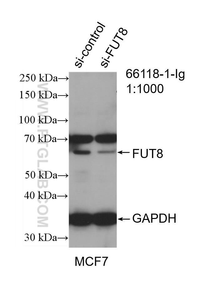 Western Blot (WB) analysis of MCF-7 cells using FUT8 Polyclonal antibody (12560-1-AP)
