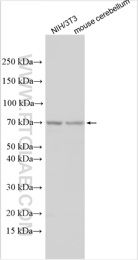 Western Blot (WB) analysis of various lysates using FUT8 Polyclonal antibody (12560-1-AP)