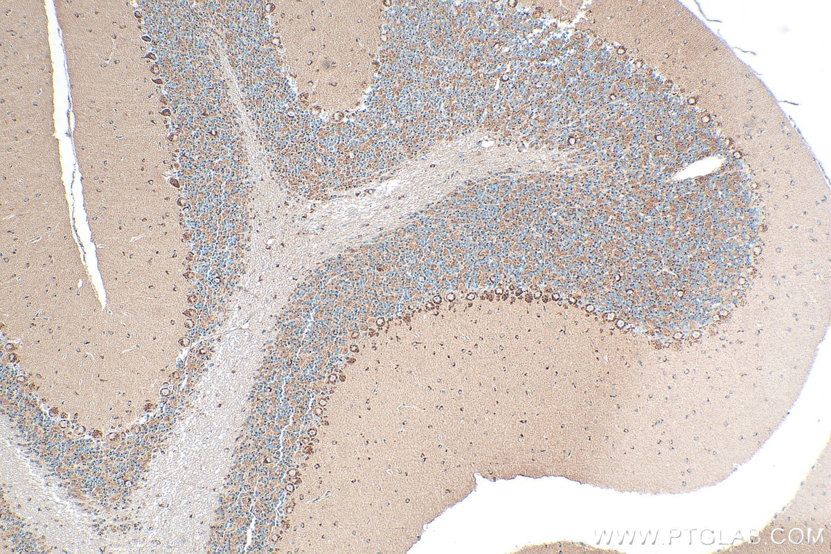 Immunohistochemistry (IHC) staining of mouse cerebellum tissue using FUT8 Polyclonal antibody (29430-1-AP)