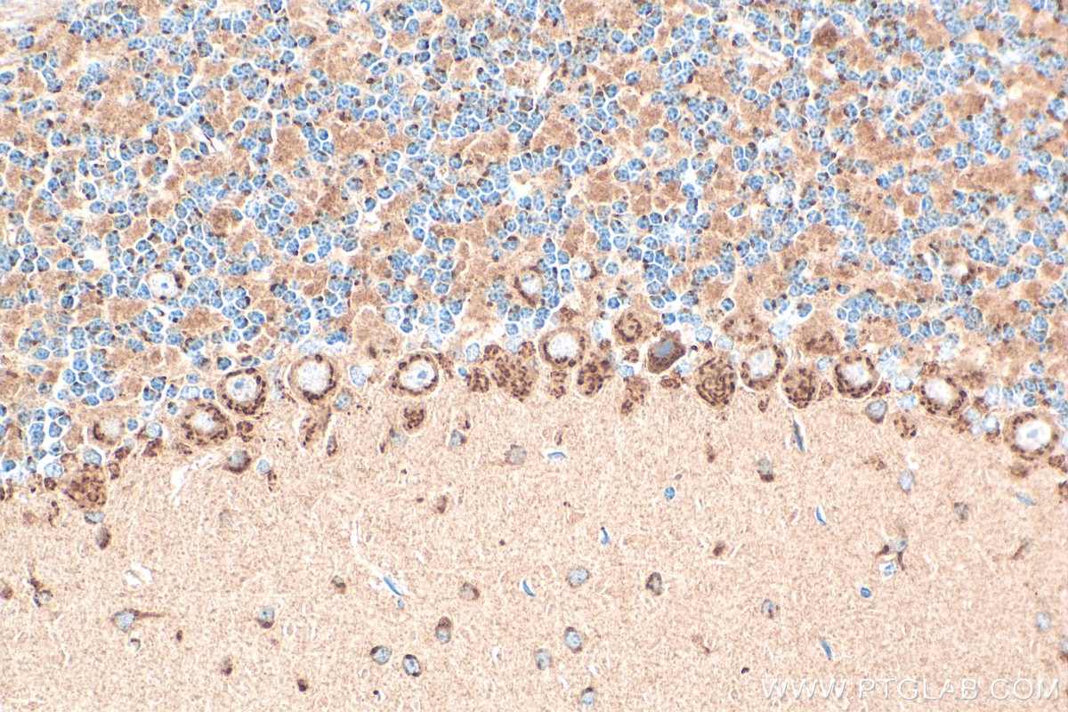 Immunohistochemistry (IHC) staining of mouse cerebellum tissue using FUT8 Polyclonal antibody (29430-1-AP)