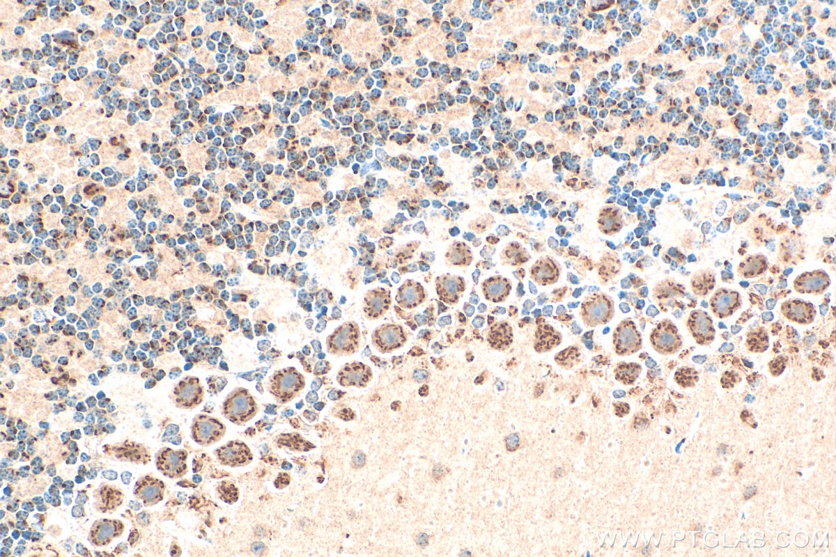 Immunohistochemistry (IHC) staining of mouse cerebellum tissue using FUT8 Monoclonal antibody (66118-1-Ig)