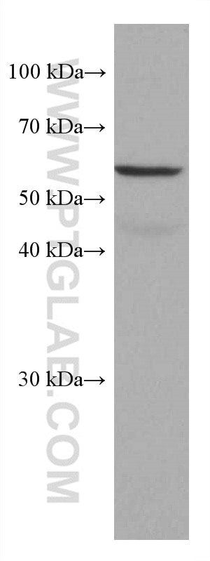 Western Blot (WB) analysis of MCF-7 cells using FUT8 Monoclonal antibody (66118-1-Ig)