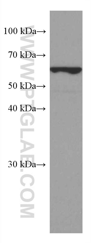 Western Blot (WB) analysis of Caco-2 cells using FUT8 Monoclonal antibody (66118-1-Ig)