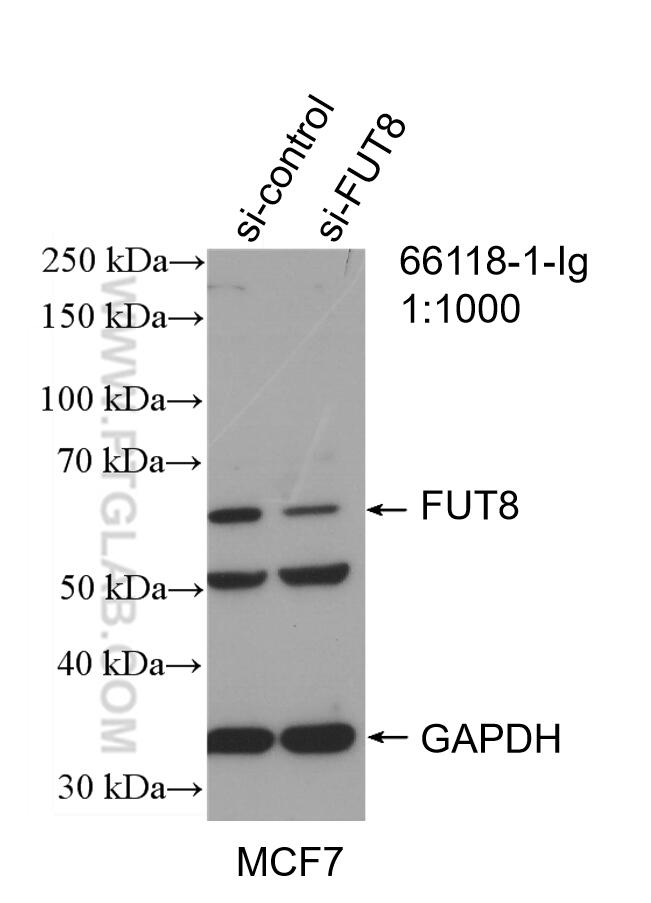 Western Blot (WB) analysis of MCF-7 cells using FUT8 Monoclonal antibody (66118-1-Ig)