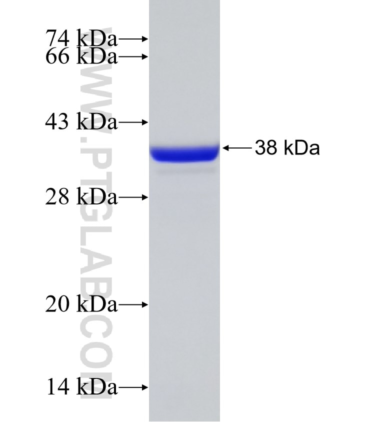 FUT8 fusion protein Ag30784 SDS-PAGE