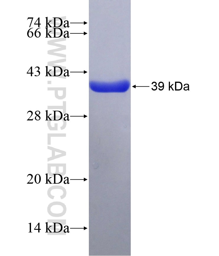 FUT8 fusion protein Ag18769 SDS-PAGE