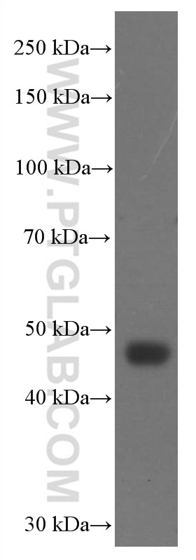 Western Blot (WB) analysis of rat brain tissue using FUT9 Monoclonal antibody (60230-1-Ig)