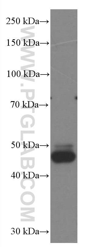 Western Blot (WB) analysis of mouse brain tissue using FUT9 Monoclonal antibody (60230-1-Ig)