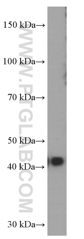 Western Blot (WB) analysis of fetal human brain tissue using FUT9 Monoclonal antibody (60230-1-Ig)