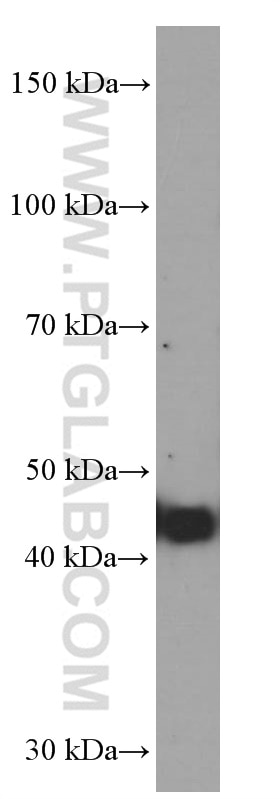 Western Blot (WB) analysis of pig brain tissue using FUT9 Monoclonal antibody (60230-1-Ig)