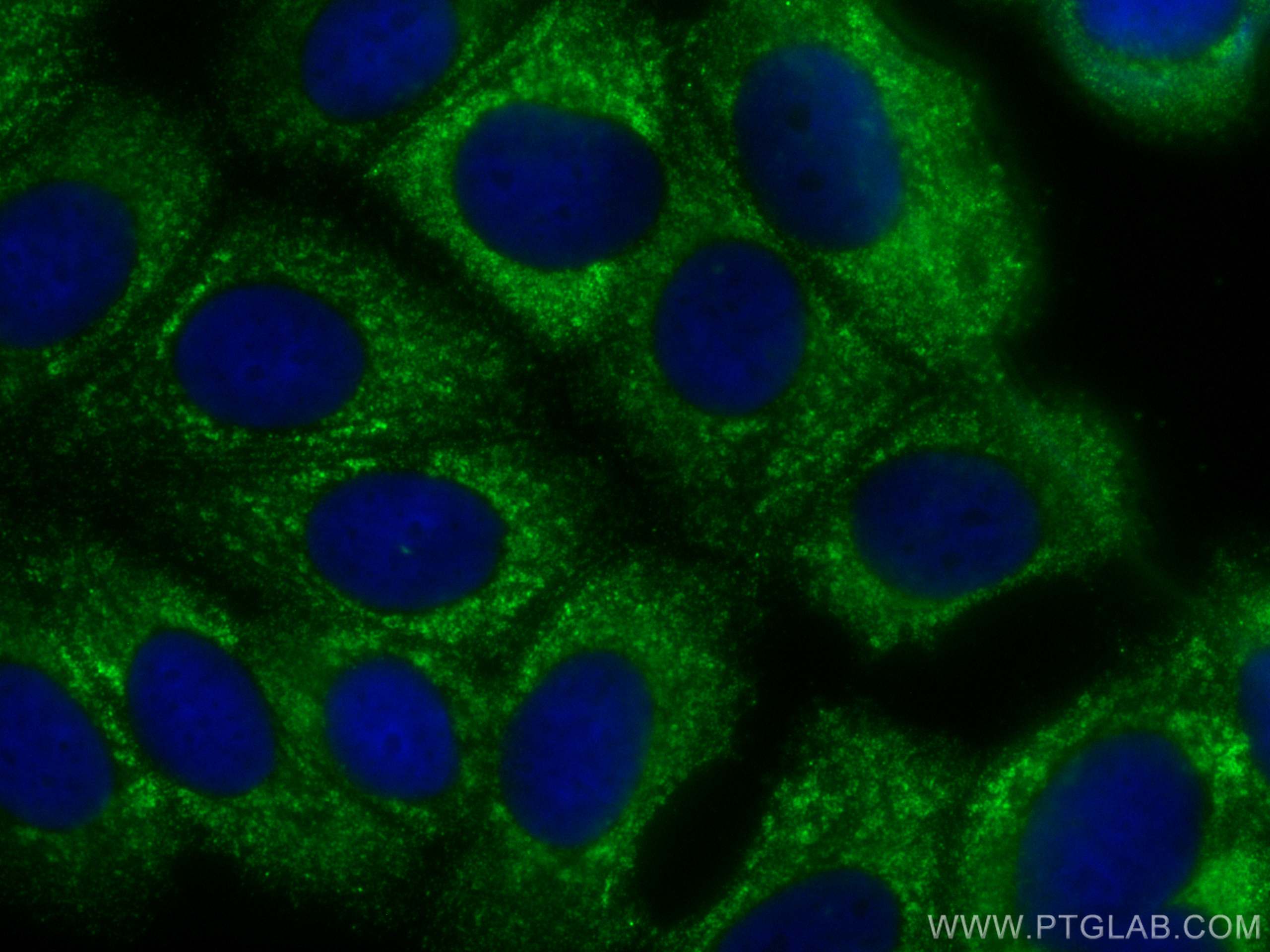 IF Staining of MCF-7 using CL488-60230