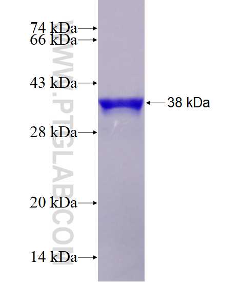 FXC1 fusion protein Ag1355 SDS-PAGE