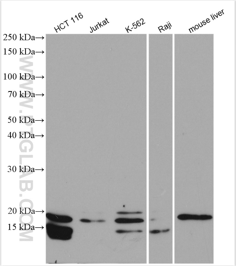 Western Blot (WB) analysis of various lysates using FXN Polyclonal antibody (14147-1-AP)