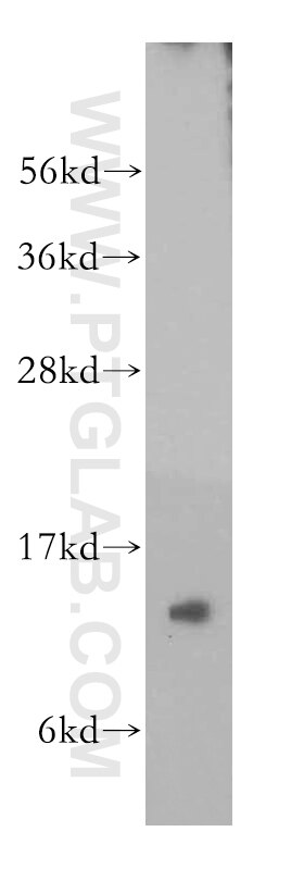 FXN Polyclonal antibody