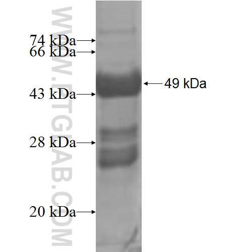 FXN fusion protein Ag5316 SDS-PAGE