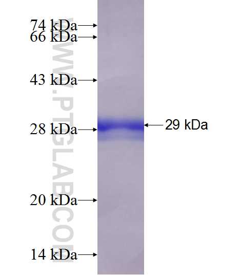 FXN fusion protein Ag6632 SDS-PAGE